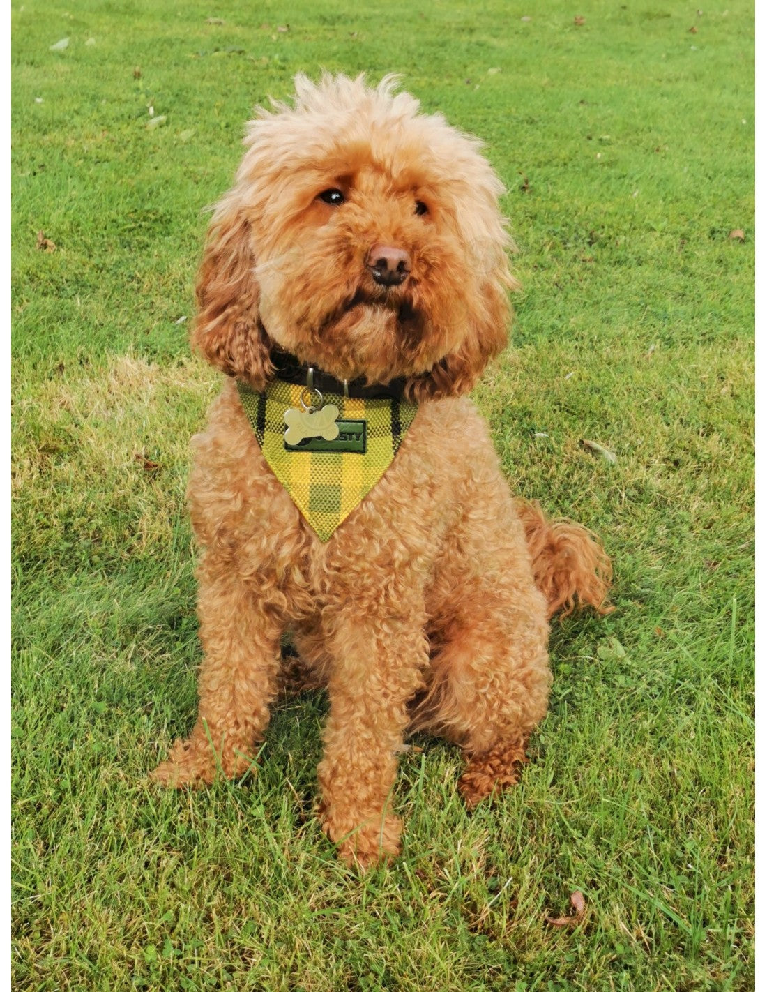 Westfalia Green plaid material dog bandana.