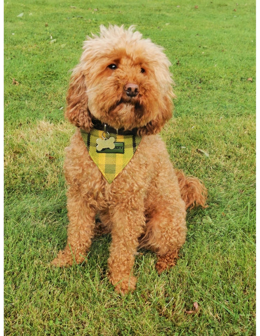 Westfalia Green plaid material dog bandana.