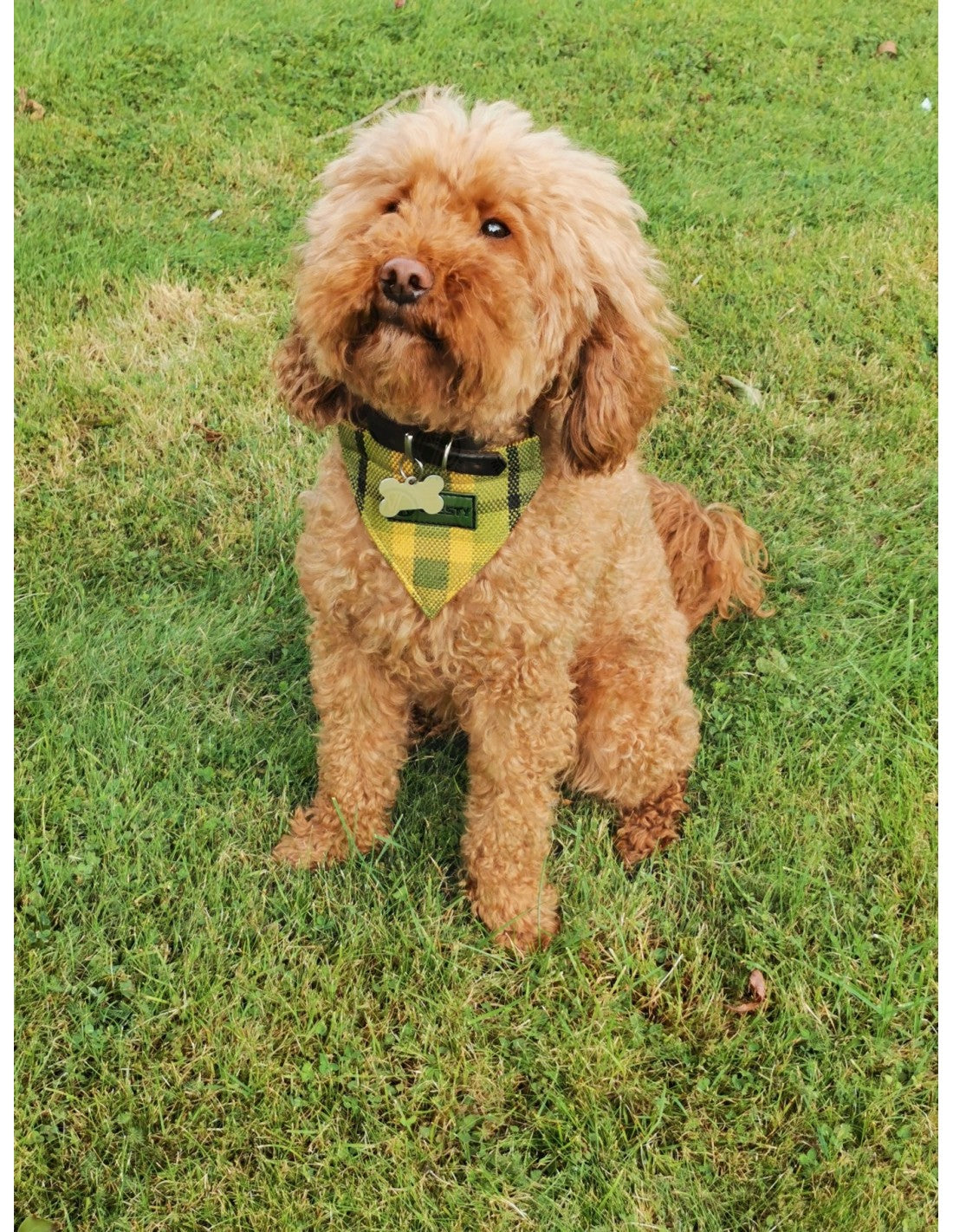 Westfalia Green plaid material dog bandana.