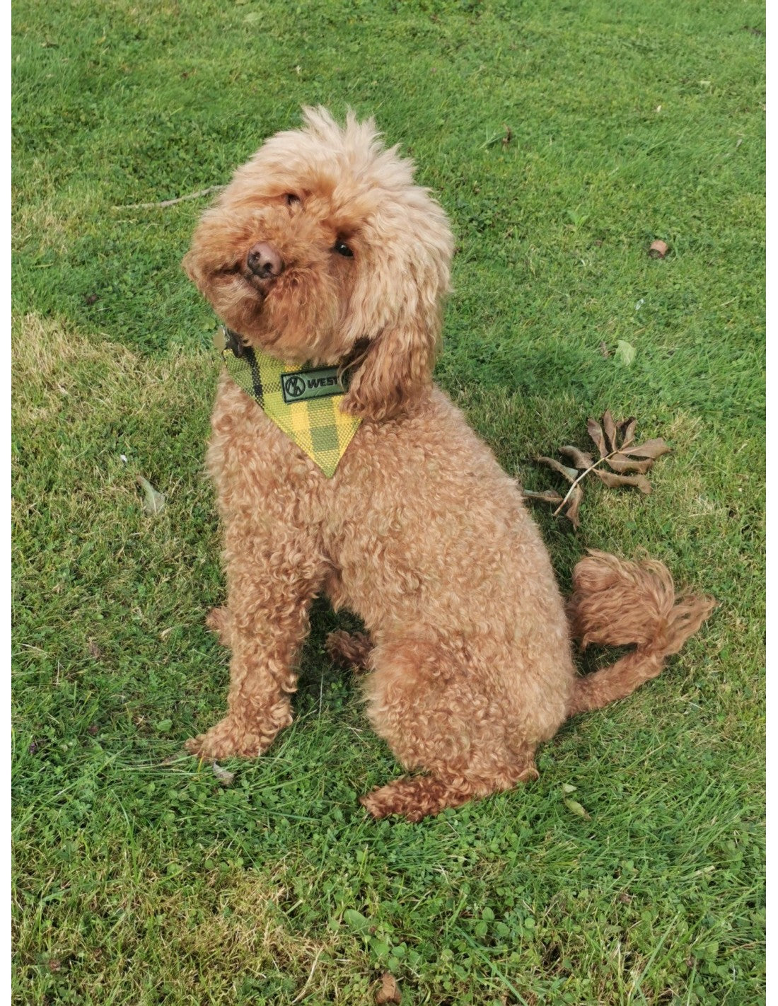 Westfalia Green plaid material dog bandana.