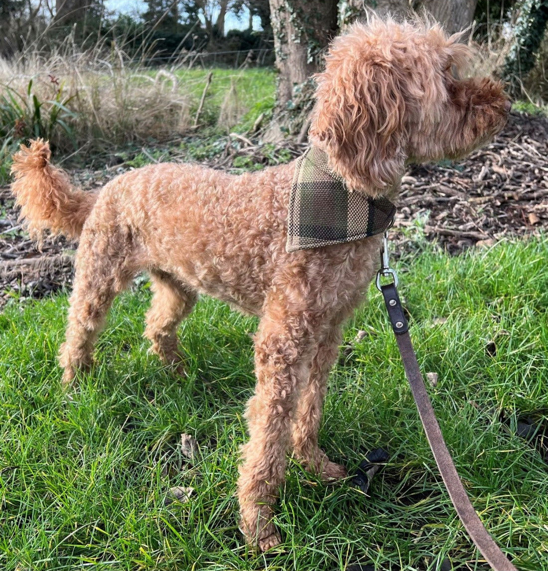 Westfalia Beige plaid material dog bandana.